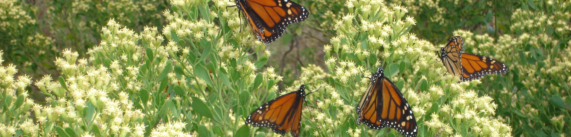 Butterflies in Apalachicola