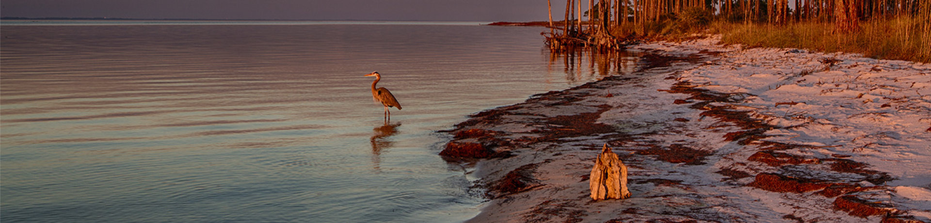 Heron in the water