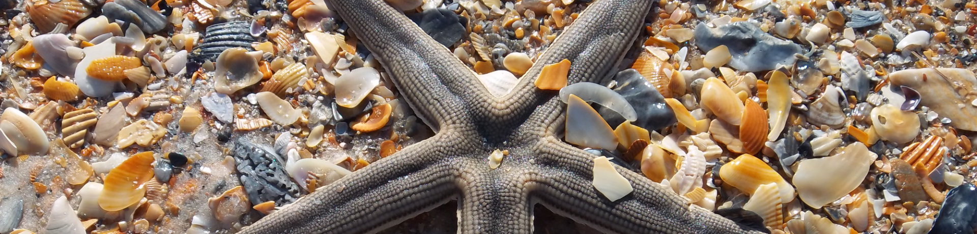 Starfish on the beach